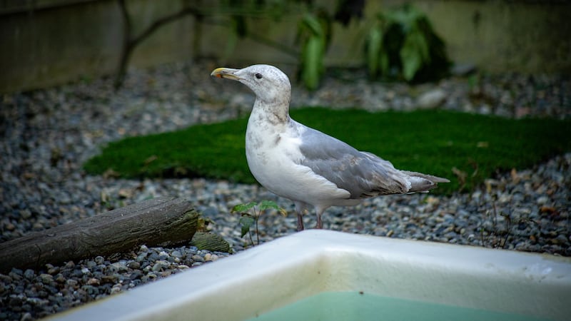 Fighting birdy: Scottish man arrested after allegedly using seagull in assault