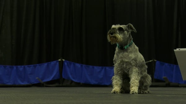 Regina Kennel and Obedience Club celebrates 110th anniversary, annual trials take place