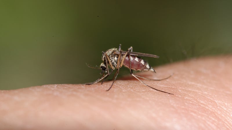 Mosquitoes are buzzing for Edmonton’s rainy weather. What about other bugs?