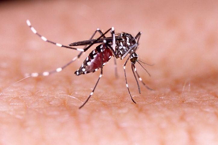Rainy spring bringing more mosquitoes earlier this year, expert says