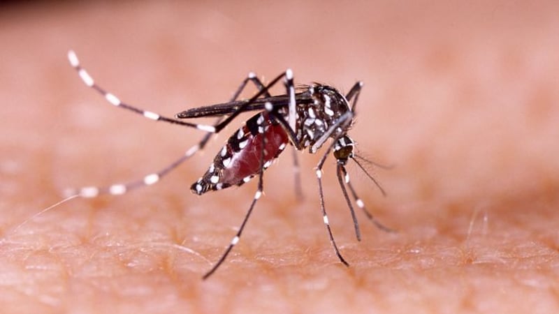 Rainy spring bringing more mosquitoes earlier this year, expert says