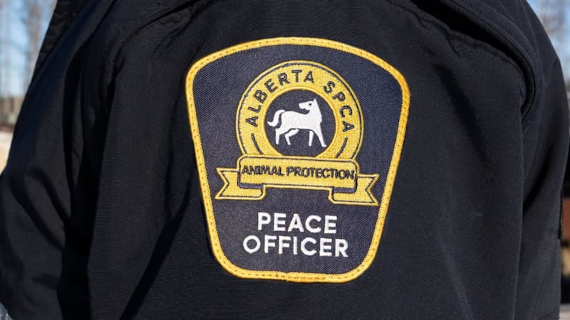 Mutilated kitten found along walking path in Chestermere, Alta.