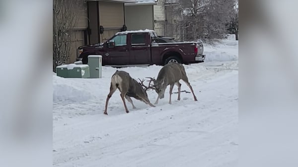 In a rut: Video captures two bucks battling in Calgary ‘burbs