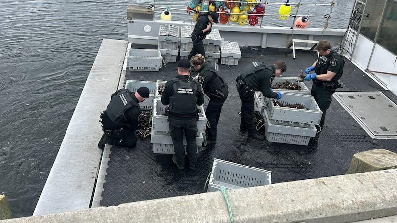 Fishery officers seize 1,000 lbs of lobster in Port la Tour, N.S.