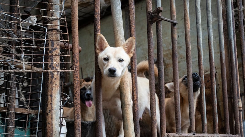 A dozen dogs rescued from Korean meat farm arrive in Canada