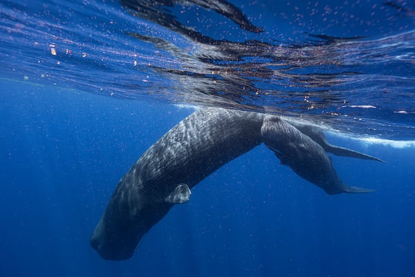 Sperm whales have a language very similar to humans, study finds