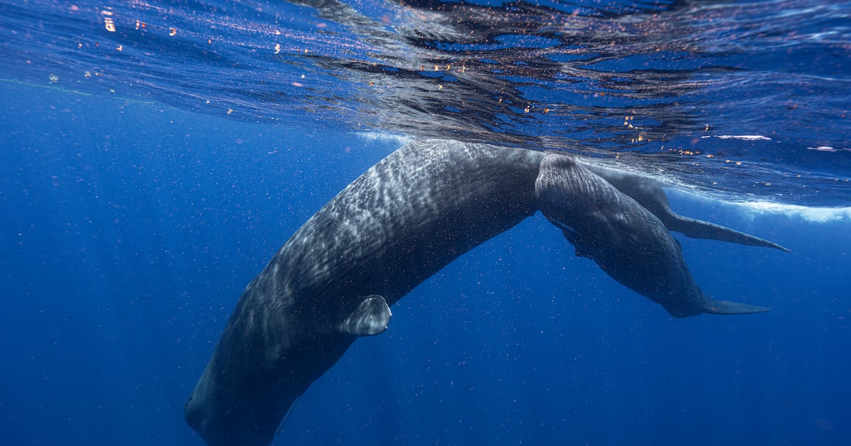 Blowing bubbles helps resting sperm whales avoid floating to the surface