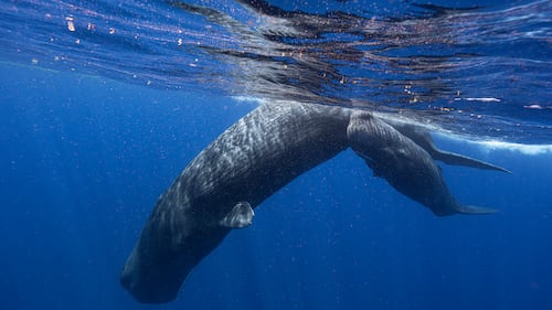Blowing bubbles helps resting sperm whales avoid floating to the surface