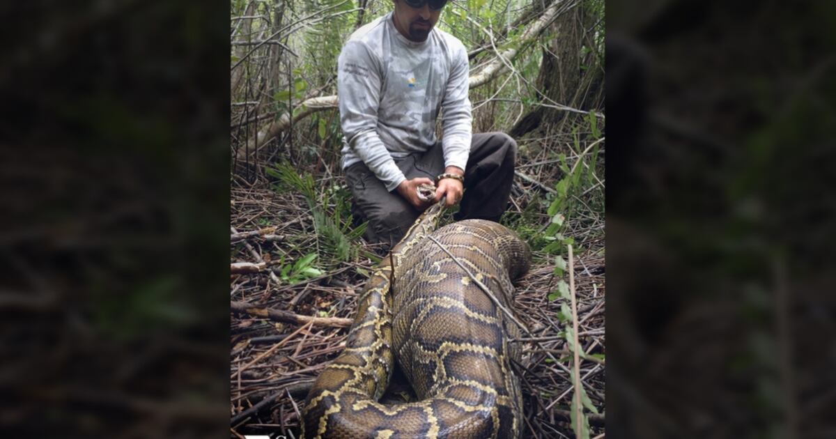 Python Devours Prey Florida python devours deer that weighs nearly 4 lbs. more
