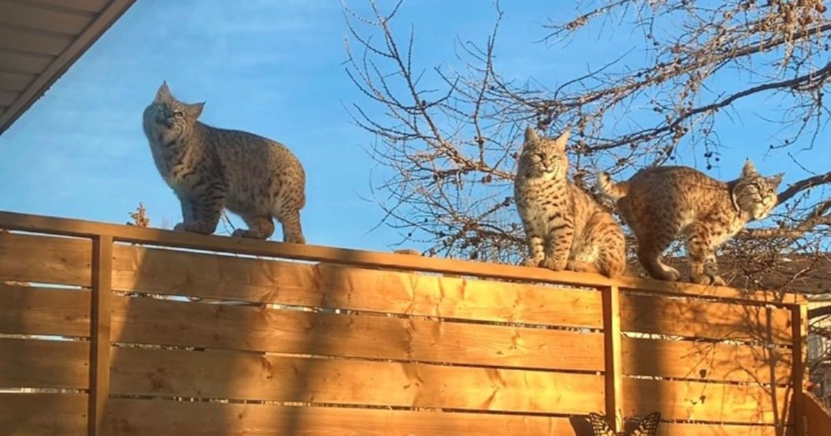 Bobcat In Calgary Wildlife in Calgary: Bobcat family caught on camera prowling backyard