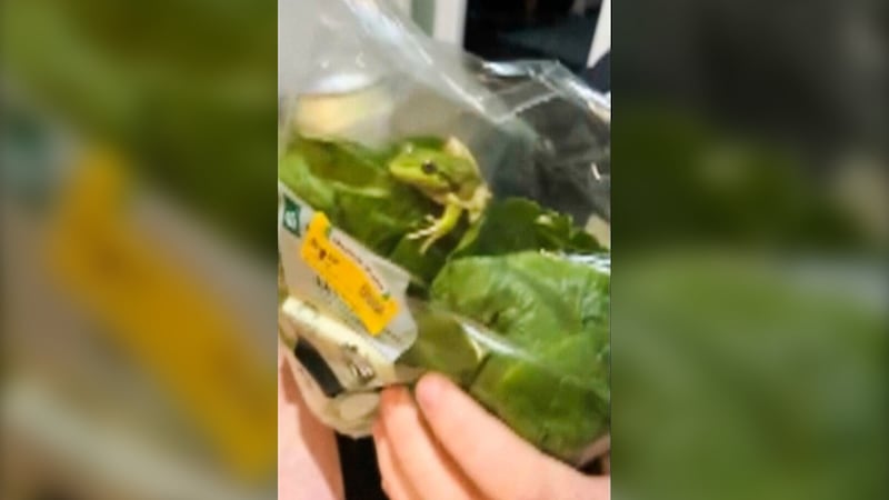 Lettuce introduce you to the live frog found in this grocery store salad bag