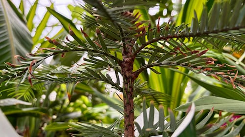 Regina Floral Conservatory. Oct. 2, 2026. (Gareth Dillistone/CTV News)