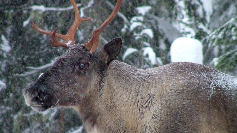 B.C. allowed logging in caribou habitat despite its own ministry's recommendation