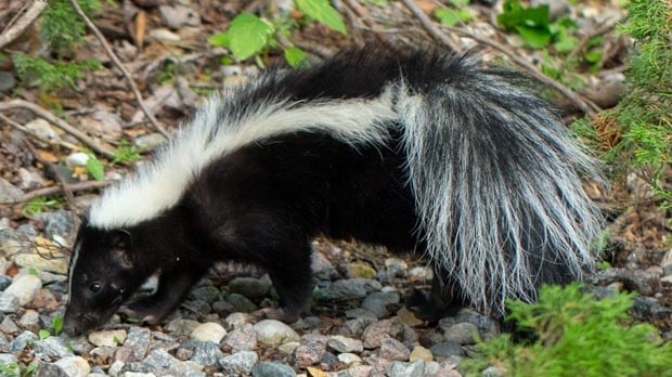 Skunk in rural B.C. tests positive for rabies, warning issued