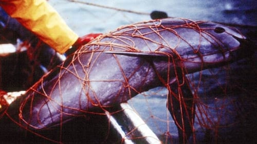 World’s rarest porpoise battles extinction as Mexico shrinks protected area