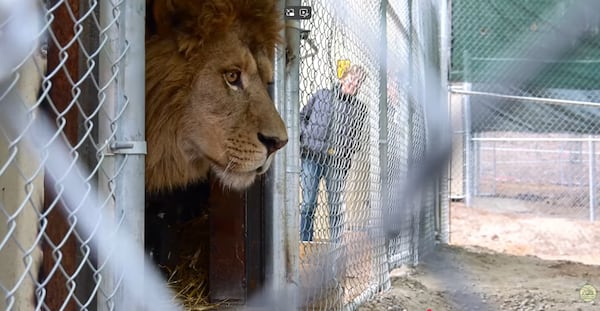 Muskoka-based facility becomes ‘first of its kind sanctuary’ in Canada