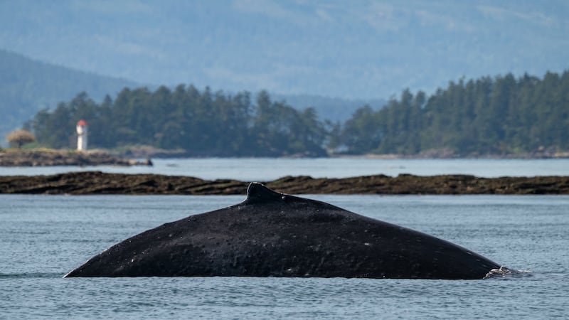 Beloved humpback ‘Big Mama’ returns to B.C. waters from Hawaii