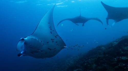 Fundraising to protect oceans, forests and other key nature sites falling short ahead of UN summit