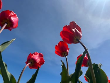 Tulips are seen at RiverBreeze Farms in Upper Onslow, N.S. (CTV/Jonathan MacInnis)