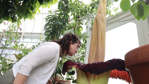 Mount Holyoke’s corpse flower blooms again, drawing crowds to its ‘rotting flesh’ stench