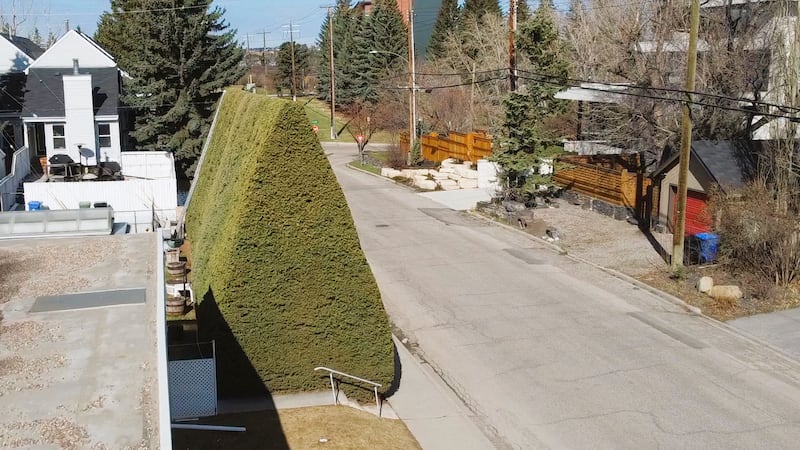 ‘A work of art’: Huge hedge tended to by Calgary senior a hit with Roxboro residents