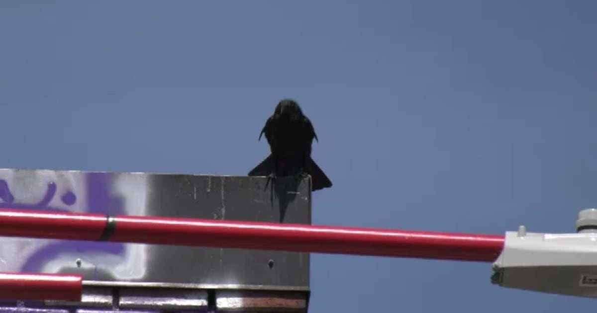 Crow Invasion How to protect yourself from crow attacks in downtown Victoria