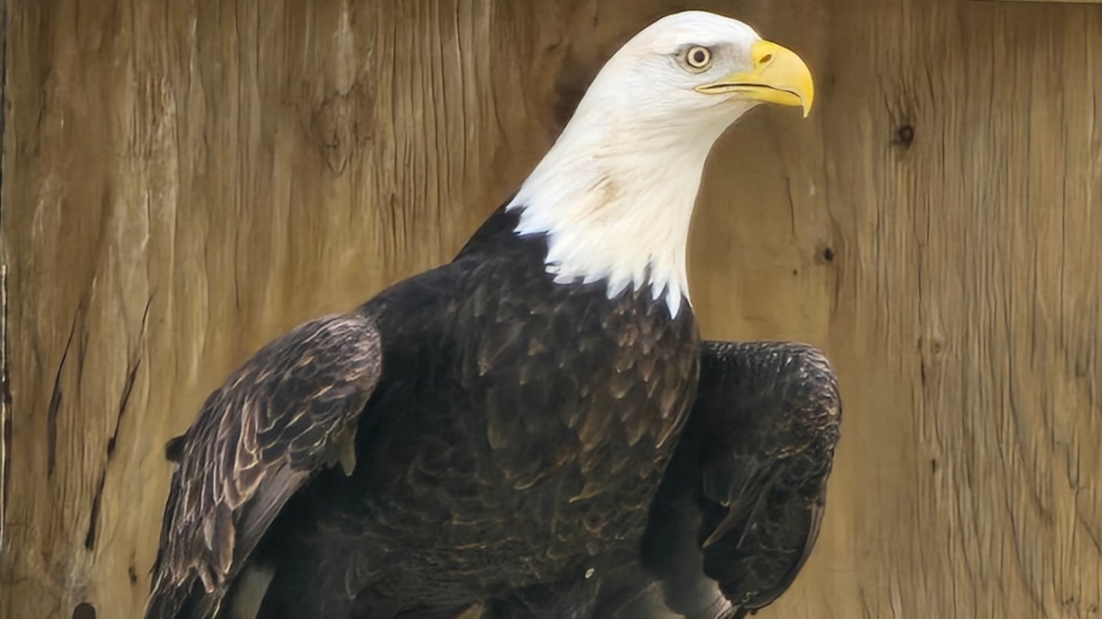 Bald Eagle Released In Calgary After Being Found Injured At Glenmore bald-eagle-released-in-calgary-after-being-found-injured-at-glenmore