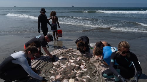 Stingray lashings up as marine heat wave off Southern California draws more to shore