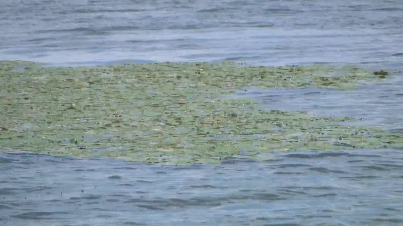 Quebec engineer testing technology to solve algae problem in lakes