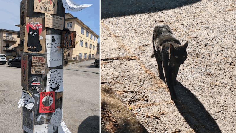 A little black cat is uniting an East Vancouver neighbourhood