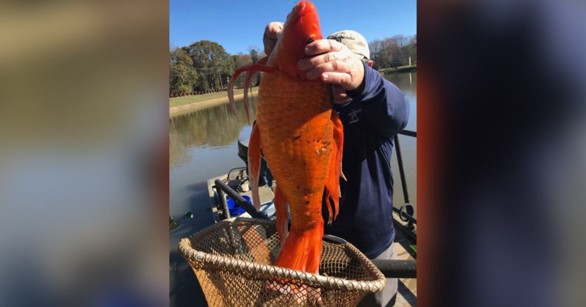 Giant goldfish, 38 cm long and weighing 4 kg, found in South Carolina lake