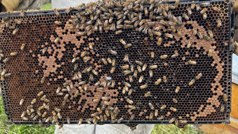 New research seeks to safeguard Canada’s food crops as honeybee health declines