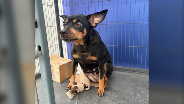 Windsor/Essex humane society investigating after injured dog found abandoned outside facility
