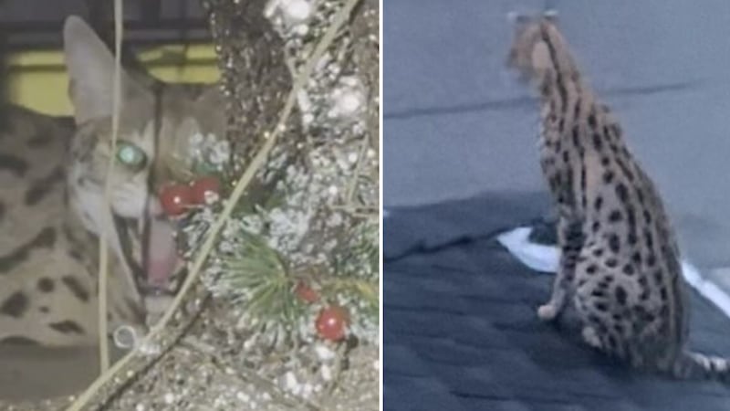Vancouver police called after escaped serval found under porch