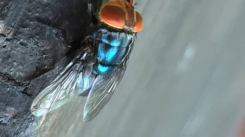U.S. tests GMO flies in rush to fight flesh-eating livestock pest