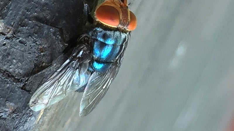 U.S. tests GMO flies in rush to fight flesh-eating livestock pest