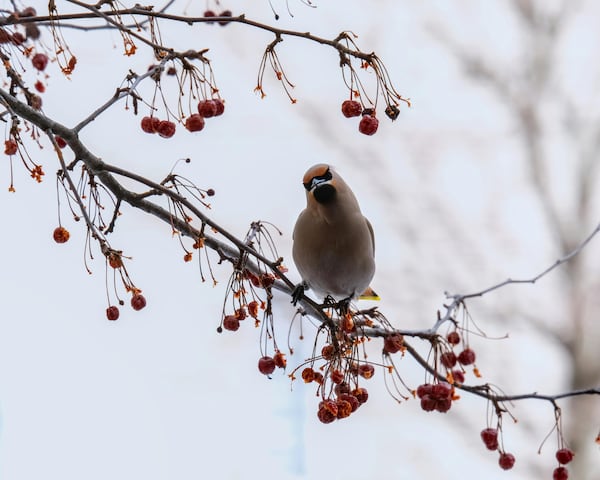 Montreal Botanical Garden launches bird conservation initiative backed by major donation