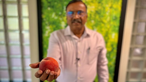 Sour outlook for Ontario peaches after Niagara flooding