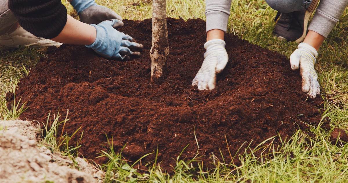 Volunteers wanted to help plant trees at Kingsville's York Park