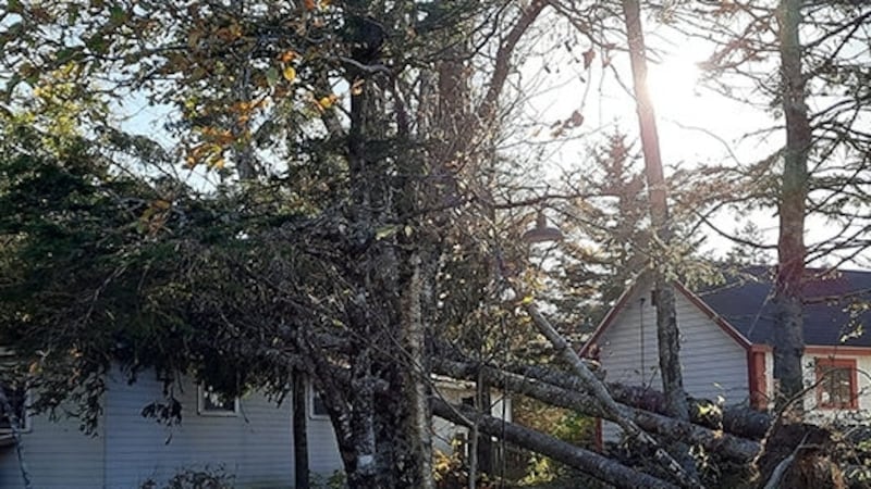 New arboretum to preserve trees after post-tropical storm Fiona damaged N.S. Eastern Shore