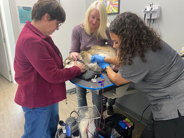 Dogs step up to save lives at local animal blood donor clinic