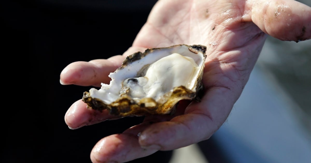 Flsuhed Red Rash Shellfish Hot weather blamed for rash of shellfish-related illnesses