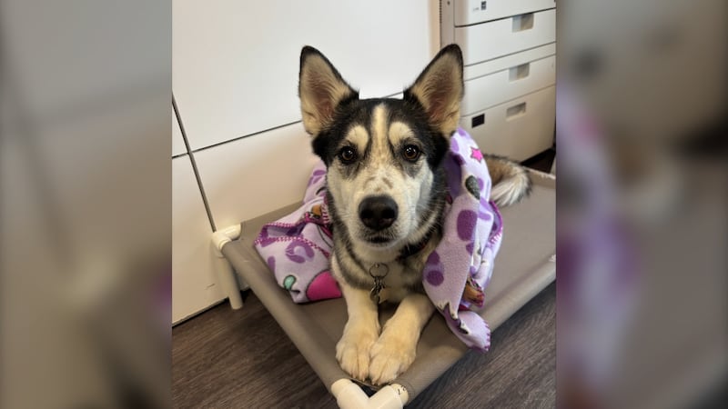 ‘So proud of herself’: Dog shows up at Regina daycare unannounced
