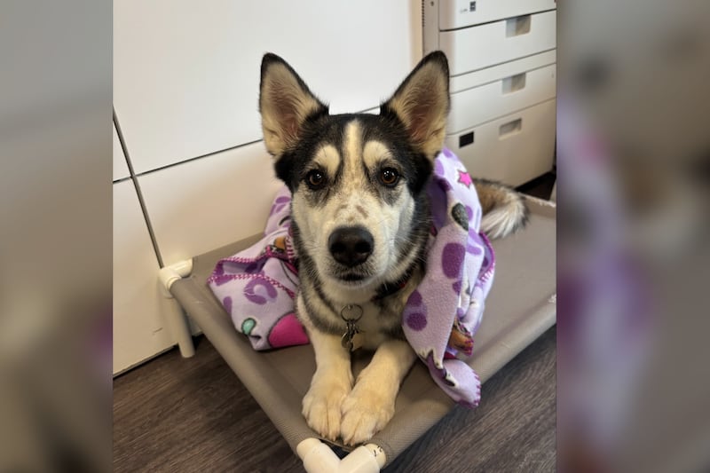 ‘So proud of herself’: Dog shows up at Regina daycare unannounced