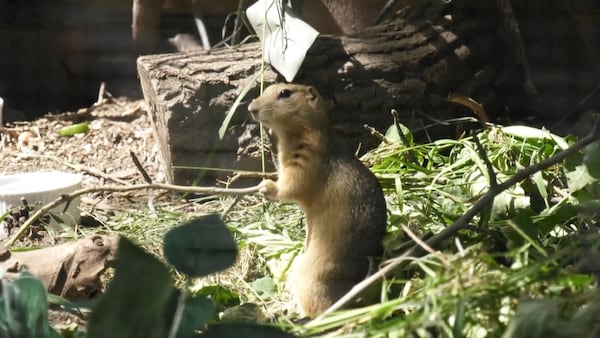Sask. rural groups want to use poison on gophers again