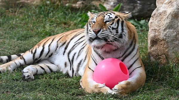 Turpentine Creek Wildlife Refuge