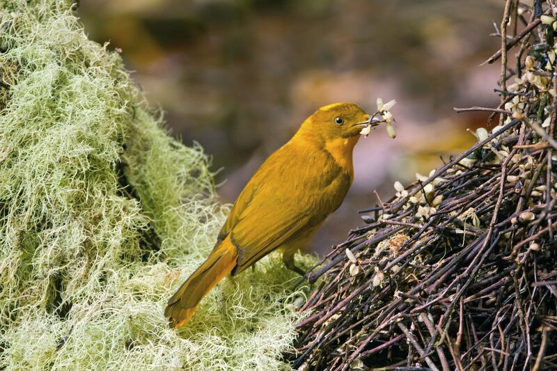 Can Birds Survive in Hot Weather: Essential Survival Secrets Revealed