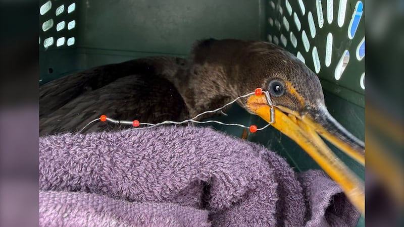 Cormorant entangled in fishing wire, here’s how the rescue went