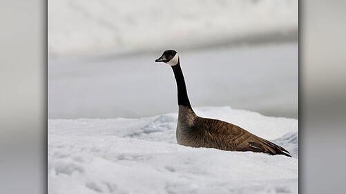 Photo by Debbie Ristimaki