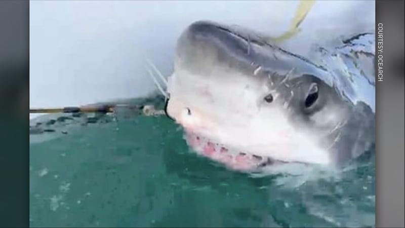 Attempts to see sharks, whales in Nova Scotia waters likely fuelled by online content